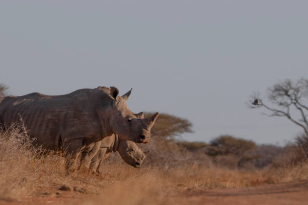istock Rhino in the kruger national park 1332471313