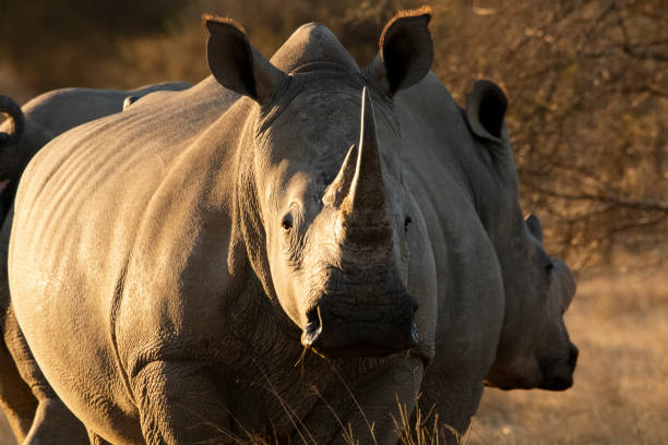 istock Rhino in the kruger national park 1332471342