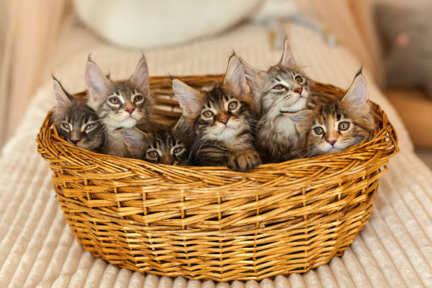 istock 6 multi-colored charming Maine Coon kittens 2 months old 1332471634