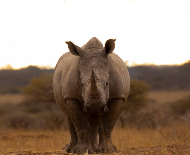 istock Rhino in the kruger national park 1332471647
