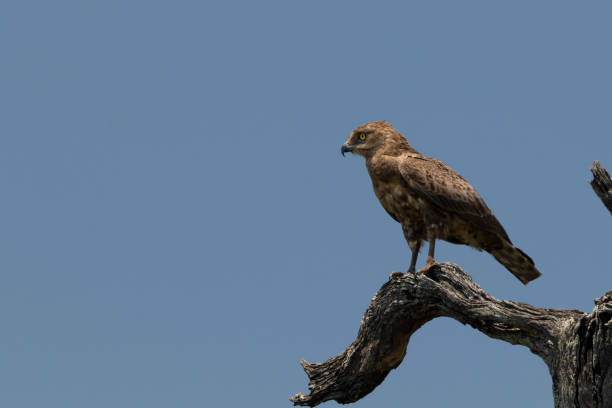 Brown snake eagle sitting in a tree Eagle in the kruger national park brown snake eagle stock pictures, royalty-free photos & images