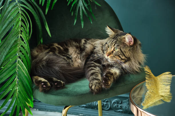 istock Beautiful, fluffy and gorgeous Meine Coon indoor 1332471732
