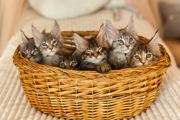 istock 6 multi-colored charming Maine Coon kittens 2 months old 1332472777