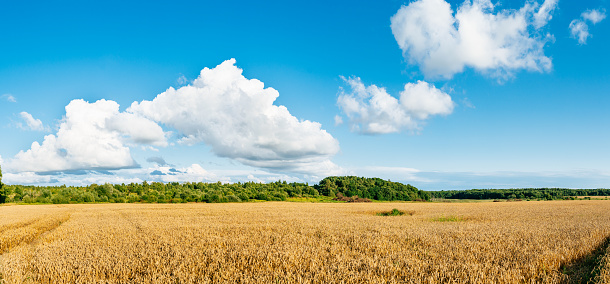 Сereal fields on the blue sky background.