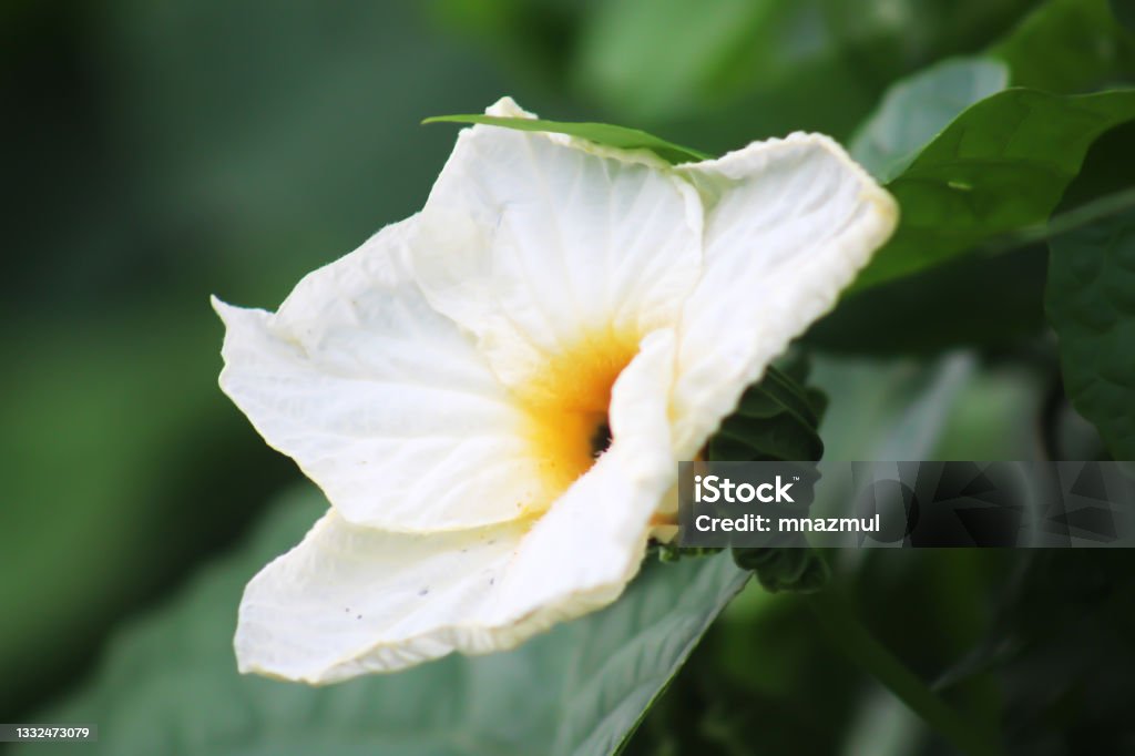 White Flower Wallpaper Hd Stock Photo - Download Image Now - Backgrounds,  Bangladesh, Beauty - iStock
