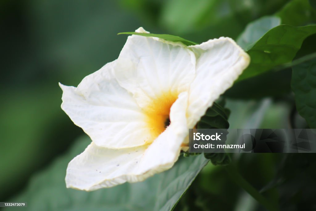 White Flower Wallpaper Hd Stock Photo - Download Image Now - Backgrounds, Bangladesh, Beauty - iStock White Flower Wallpaper Hd Stock Photo - Download Image Now - Backgrounds, Bangladesh, Beauty - iStock