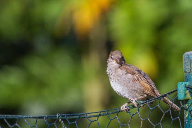 istock A sparrow sitting on a wire-mesh fence in the sun 1332473676
