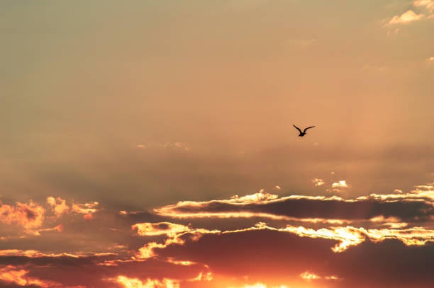 istock Sunset over the earth, summer time 1332475542