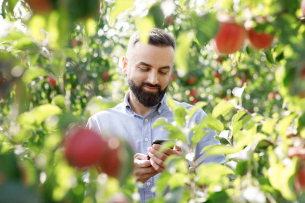 istock Farmer checks fruit trees in summer with mobile tech, modern business and cultivation 1332476974