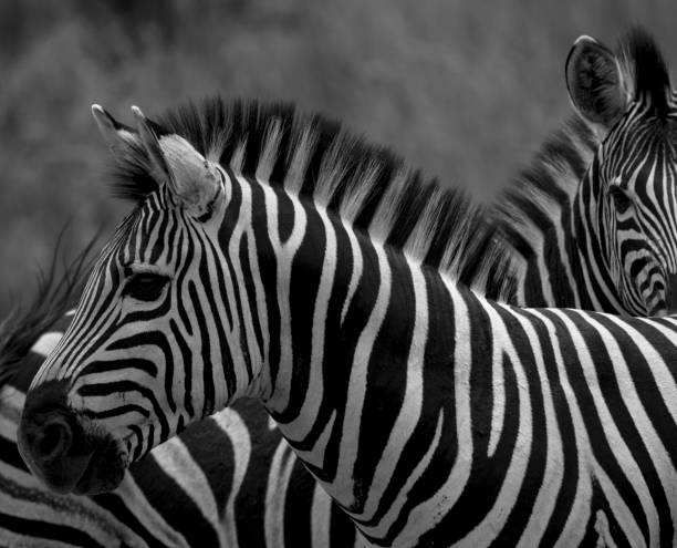 istock zebra in the Kruger national park 1332477175