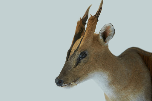 Close-up of head of Common Duiker trophy on the wall.Close-up of head of Common Duiker trophy on the wall.