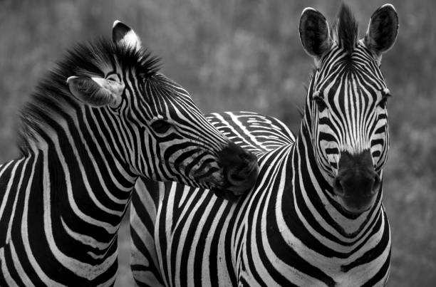 istock zebra in the Kruger national park 1332477223