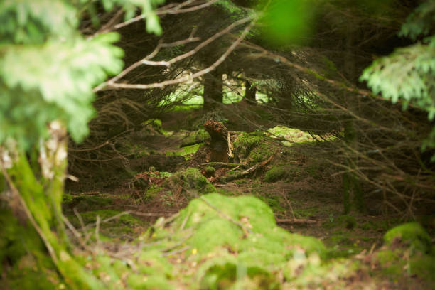 istock Mysteries forest. Green landscape for background. 1332477841