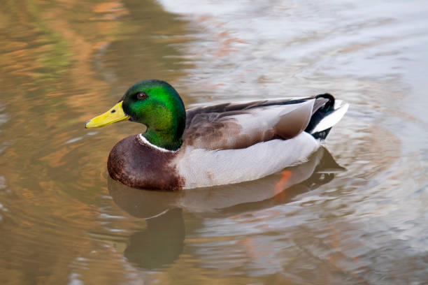 istock Male Mallard Duck 1332478568