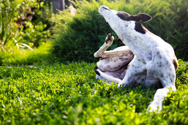 Greyhound scratches body from fleas on a green lawn outdoors in a park on a sunny day. Greyhound scratches body from fleas on a green lawn outdoors in a park on a sunny day. scratching stock pictures, royalty-free photos & images