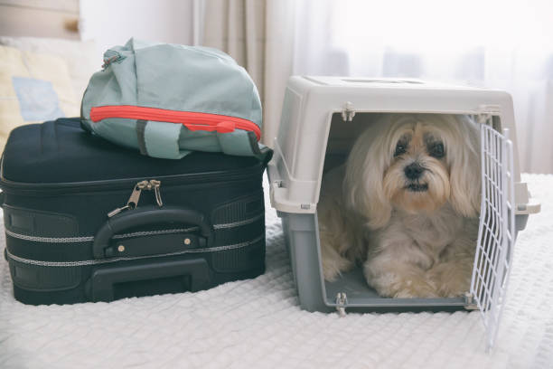 istock Dog sitting in transporter 1332481280