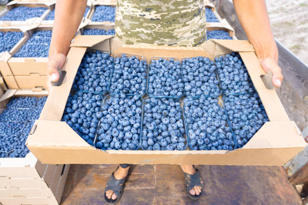 Woman Enjoying Blueberry Snacking Moments