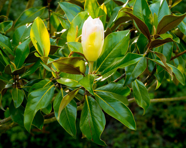 ungesämte immergrüne magnolienknospe - evergreen magnolia stock-fotos und bilder