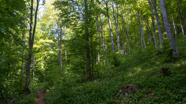 istock Forest mountain landscape, The dry mountain 1332485034