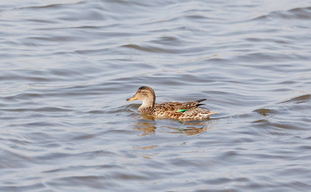 Eurasian Teal Duck (Anas crecca) Female L 34-38cm, WS 53-59cm.
Breeds on variety fresh and brackish waters, preferring lakes and ponds (even small ones) in forests, pools in taiga bogs or mountain willows, also along rivers and shallow, well-vegetated seashores, and on eutrophic lakes if near forests, where nest is placed.
A common bird, forming large flocks on costal bays or shallow lakes outside breeding season.
Birds from N Europe winter in Britain, but also in Holland, France, etc.

This is a quite common small Duck in Dutch water rich Environments. grey teal duck stock pictures, royalty-free photos & images