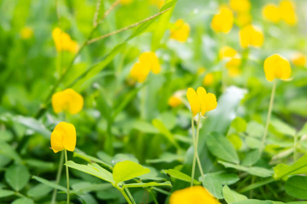 istock spring yellow flowers background with morning sunshine 1332485474