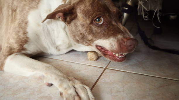 istock Dog Brown and white. 1332486463