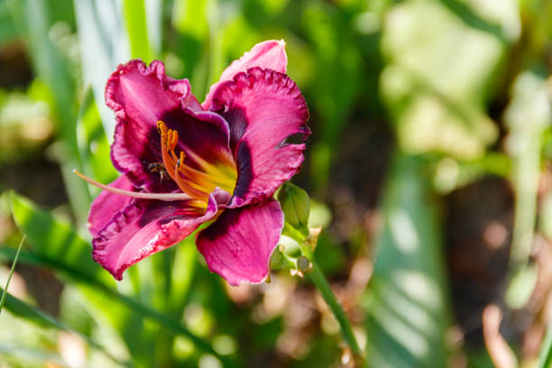 purple daylily in the garden - 6646 imagens e fotografias de stock