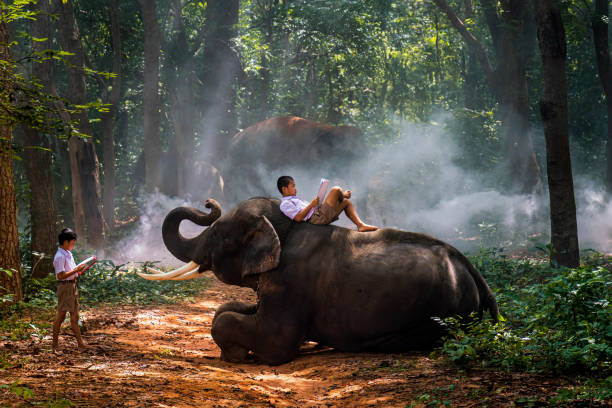 istock Two boys in school uniforms are reading with elephants. Thailand. 1332486798