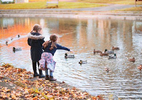 Two girls are feeding some ducks in a pond.