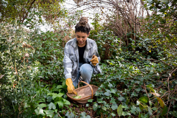 istock Finding Raw Foods in the Wild 1332487115