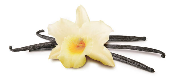 istock Vanilla sticks with flower isolated on white background with shadow 1332487131