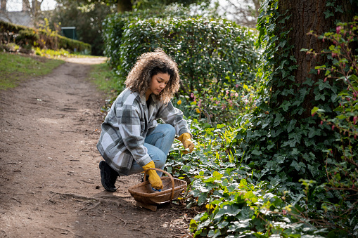 Full-length side-view shot of a woman foraging outdoors looking for wild garlic/plants, putting things she finds into a wicker basket. She is in a woodland area in the North East of England.