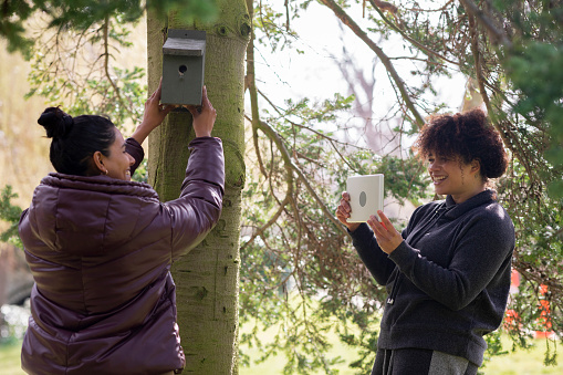 Medium shot of two women volunteers putting up a birdhouse on a tree in a community garden in the North East of England. One of the women is positioning it, trying to see the best fit, while the other is holding a digital tablet, showing her instructions on it.