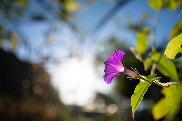Morning glory flowers and morning glory