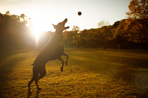 Doberman silhouette playing with a ball