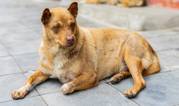 istock brown dog sitting on the sidewalk looking at everything around 1332488747