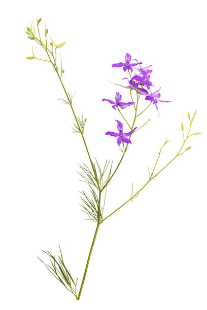 istock Consolida regalis. Blue wild flower 1332489562