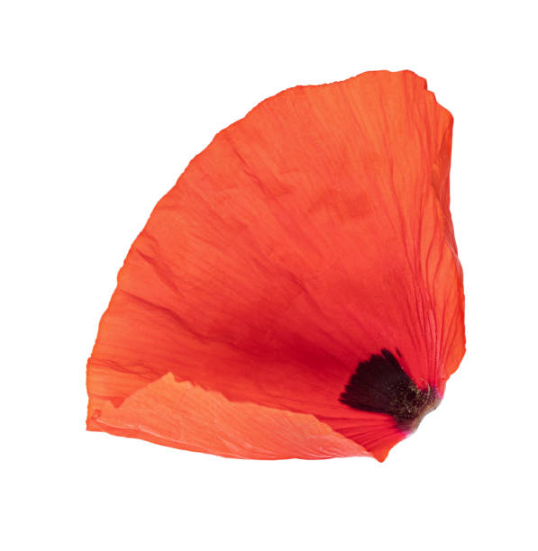 istock Red poppy isolated on white background 1332489619