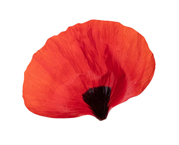 istock Red poppy isolated on white background 1332489623