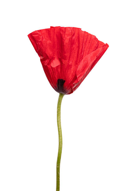istock Red poppy isolated on white background 1332489640