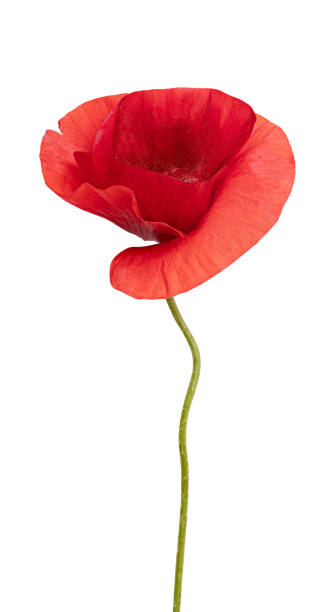 istock Red poppy isolated on white background 1332489662