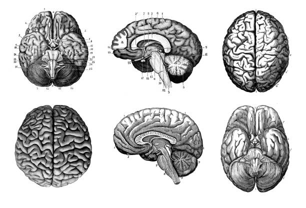 골동품 해부학 일러스트레이션 컬렉션: 인간의 뇌 - victorian style engraved image 19th century style image created 19th century stock illustrations