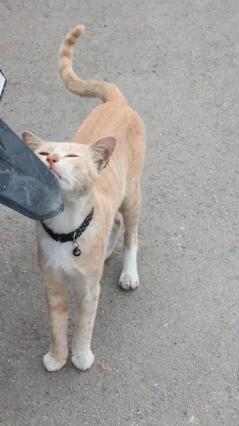 Orance local street Thai cat, stock photo