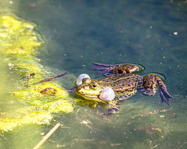 grenouilles d’un étang pendant la saison de frai - lily pond photos et images de collection