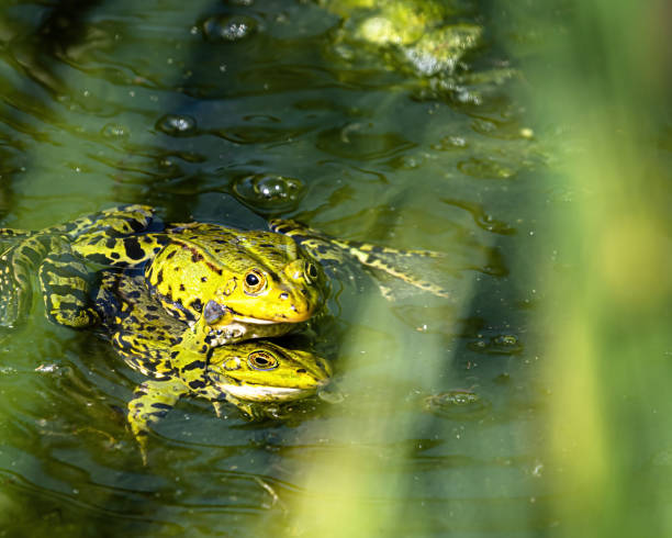 deux grenouilles d’étang pendant la saison de frai - lily pond photos et images de collection