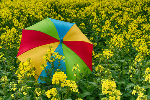 Rainbow umbrella in field of rapeseed, canola or colza, colors of spring concept