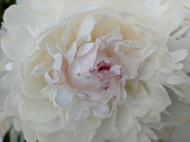 istock White beautiful peony flower close-up. 1332494344