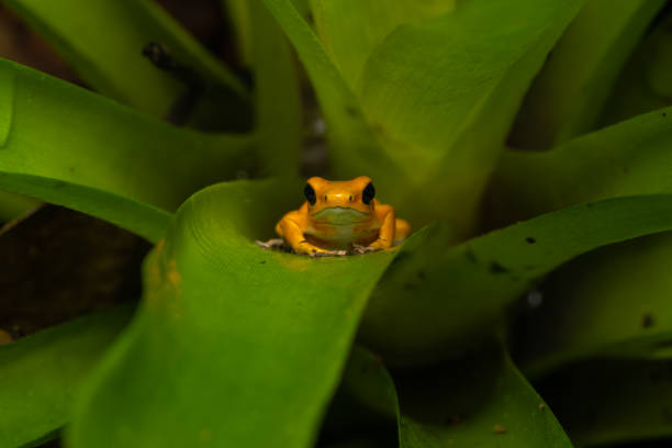 Strawberry poison frog on a bromeliad