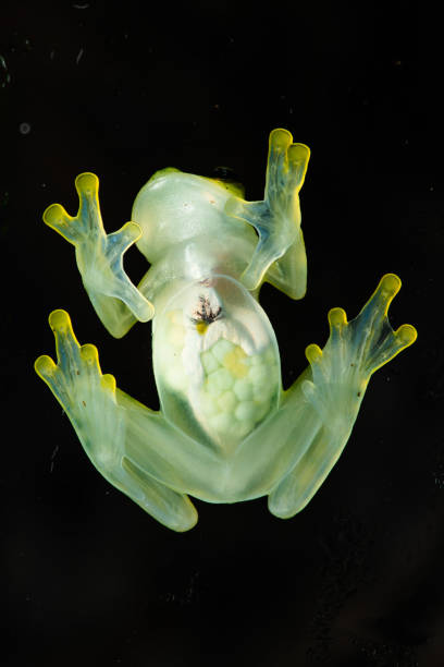 Glass frog Glass frog on glass glass frog stock pictures, royalty-free photos & images