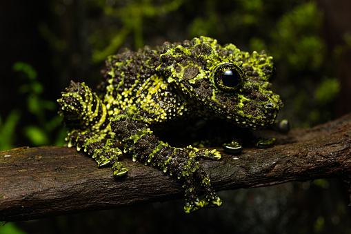 Vietnamese mossy frog on a log